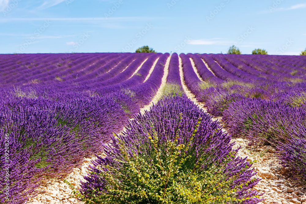 Obraz premium Blooming lavender fields near Valensole in Provence, France.