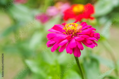 Gerbera or daisy  Flower purple color and blur background