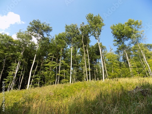 Meadow, deciduous forest and sky