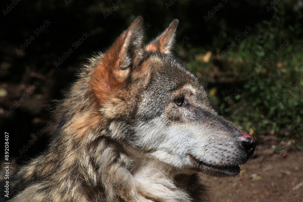 Fototapeta premium Eurasian wolf (Canis lupus lupus).