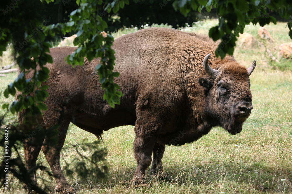 European bison (Bison bonasus).