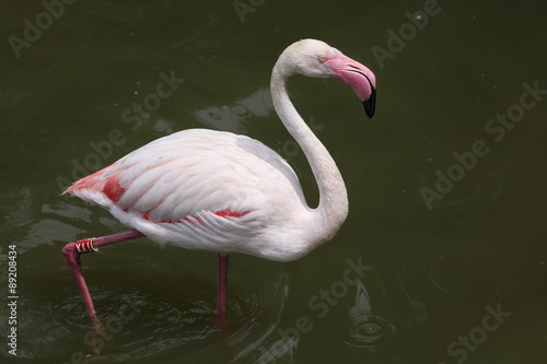 Greater Flamingo  Phoenicopterus roseus .