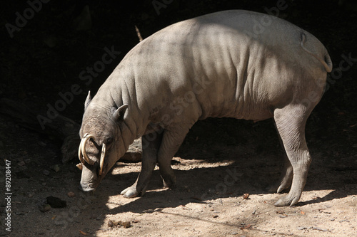 Sulawesi babirusa (Babyrousa celebensis). photo