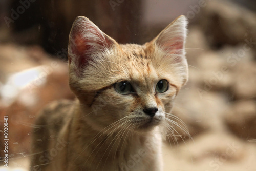Fototapeta Naklejka Na Ścianę i Meble -  Sand cat (Felis margarita).