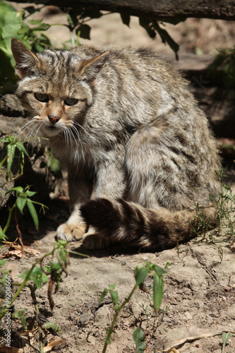 Photography European wildcat (Felis silvestris silvestris).
