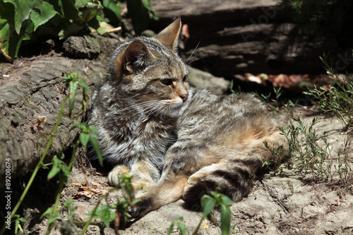 Wall Mural European wildcat (Felis silvestris silvestris).