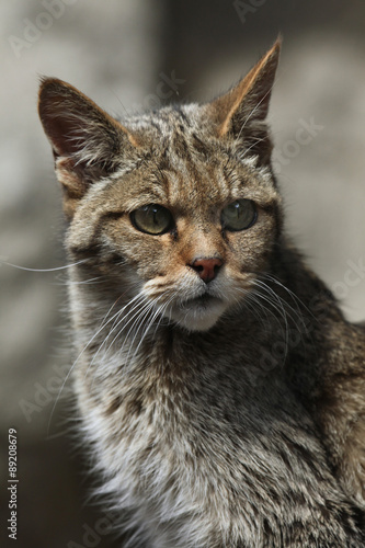 Canvas Print European wildcat (Felis silvestris silvestris).