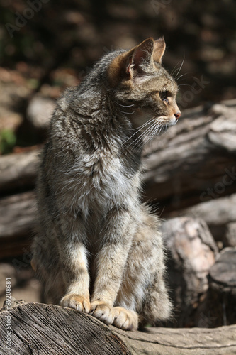 Photography European wildcat (Felis silvestris silvestris).
