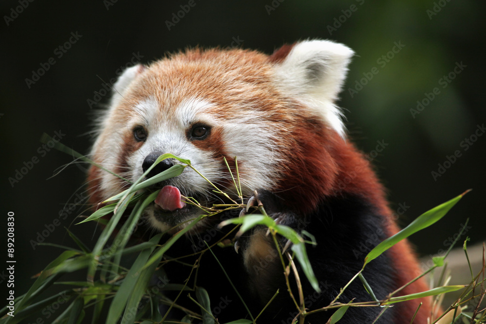 Obraz premium Red panda (Ailurus fulgens).