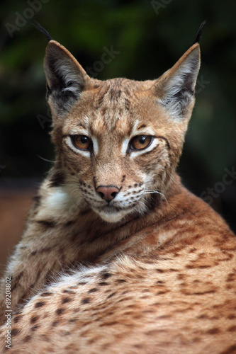 Carpathian lynx (Lynx lynx carpathica).