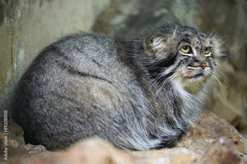 Photography Pallas's cat (Otocolobus manul), also known as the manul.