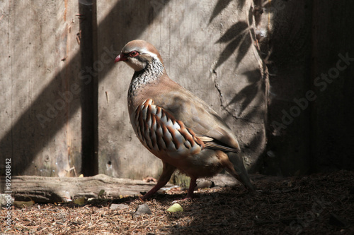 Red-legged partridge (Alectoris rufa). Fototapet