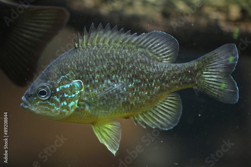 Pumpkinseed (Lepomis gibbosus).