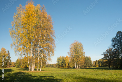 Bright autumn landscape with yellow trees