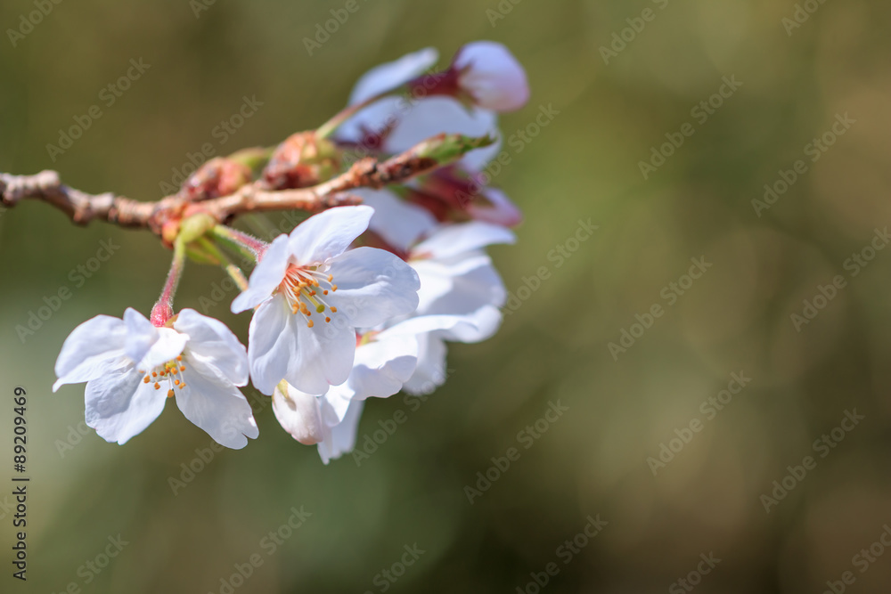 桜の花 桜の花