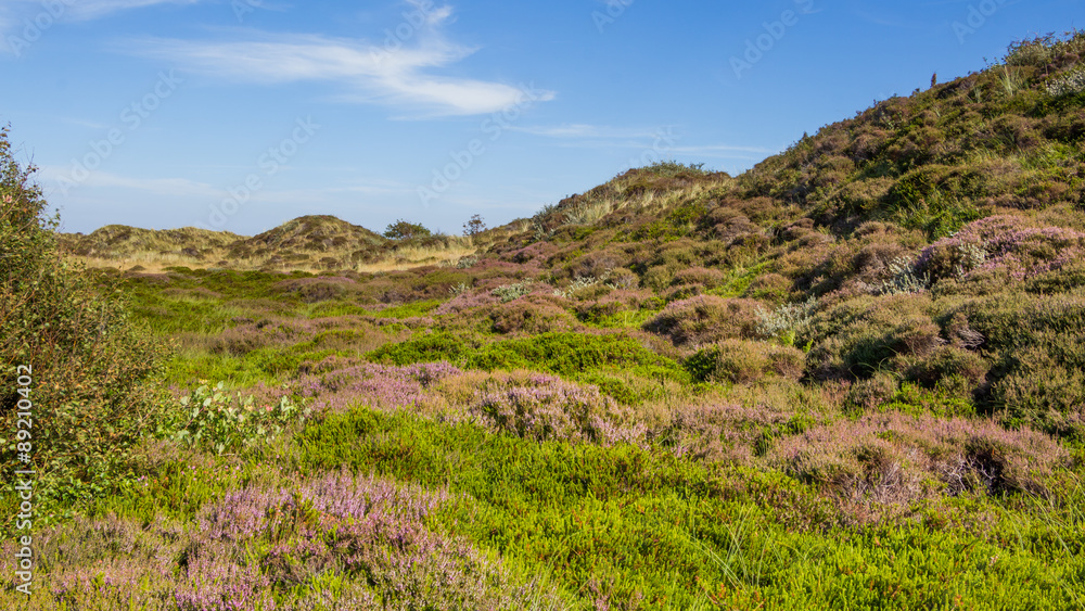 Dunes landscape of the wadden islands of the Netherlands with bl