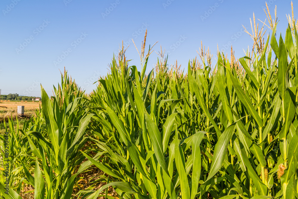 Obraz premium wheat bales near corn fields