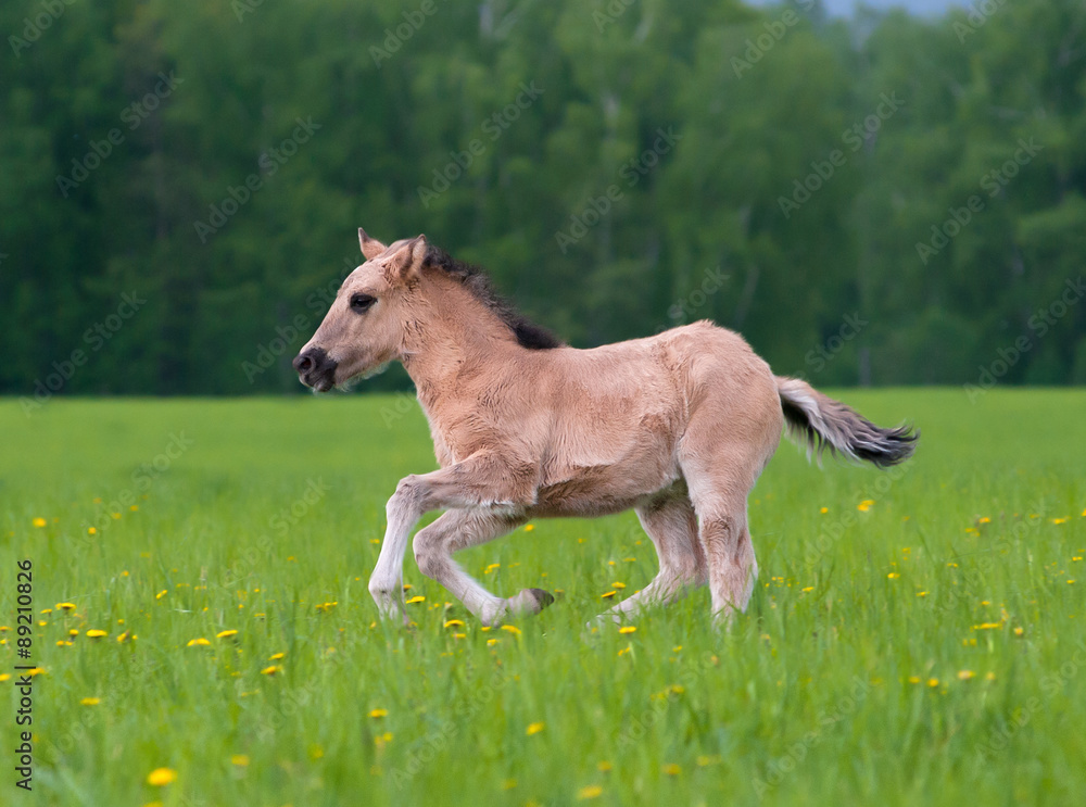 Young filly running in the field of dandelions Young filly running in the field of dandelions