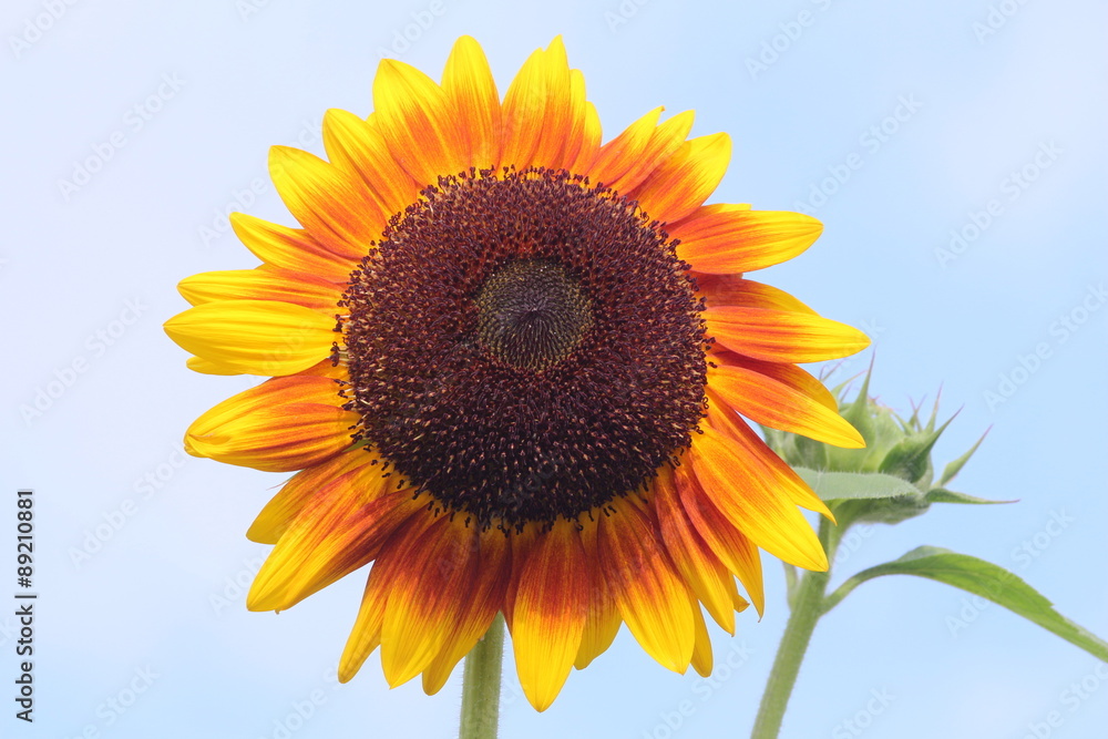 ヒマワリ　ソーラーパワー