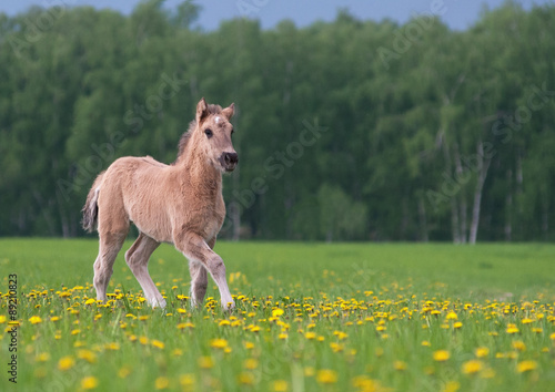 foal in dandelion field