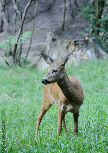 Deer Fawn