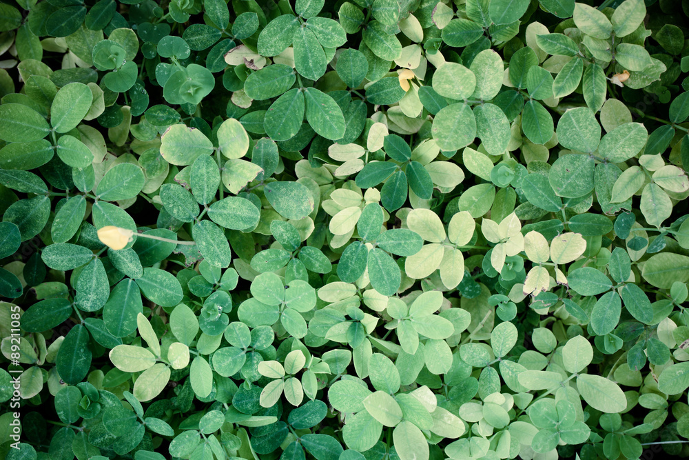 high resolution green leaf texture background high resolution green leaf texture background