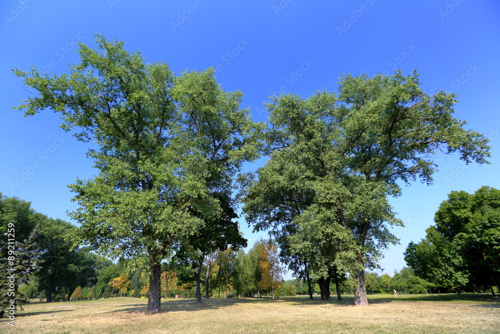 Green perennial deciduous tree in summer city park Green perennial deciduous tree in summer city park