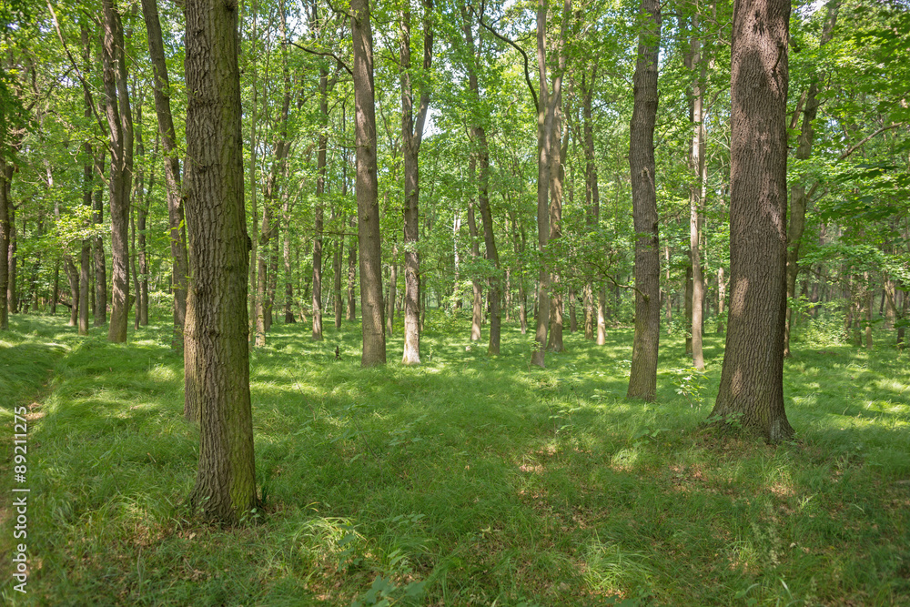 Blick in den Wald Blick in den Wald