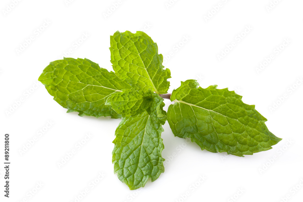Fresh mint herb leaves isolated on white background Fresh mint herb leaves isolated on white background