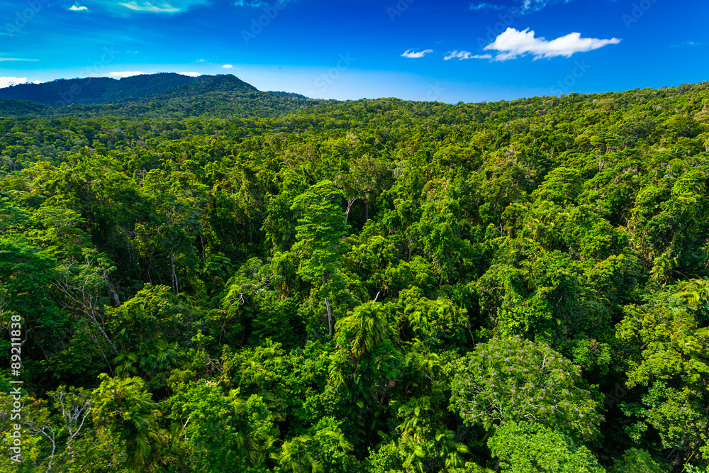 Naklejka premium Las deszczowy z powietrza w pobliżu Kuranda, Queensland, Australia