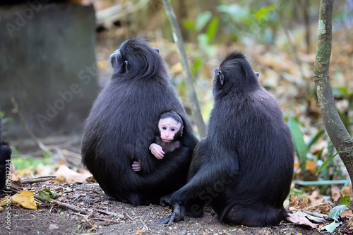 the feamle with baby Crested black macacue, Macaca nigra, on the photo