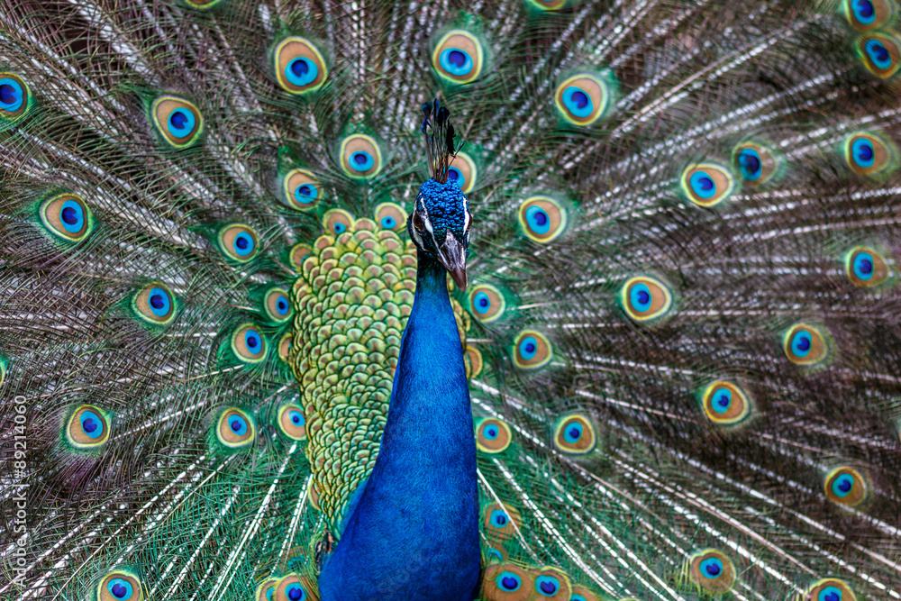 Fototapeta premium 孔雀のポートレート