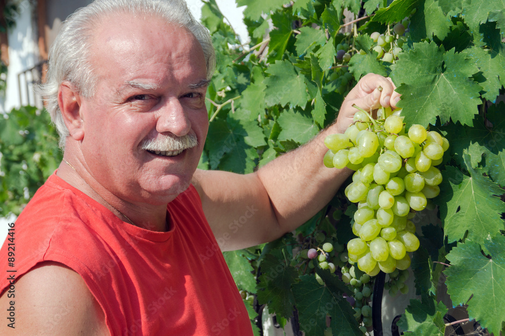 Obraz premium Man in vineyard picking grapes