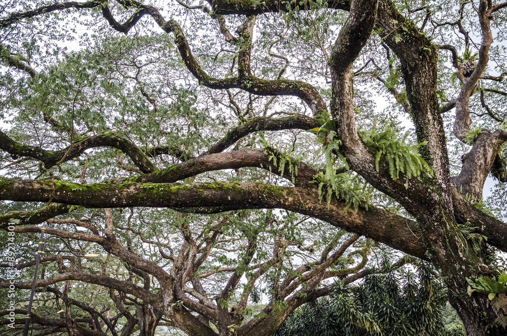 Old birch tree with long branches - Branches of a big tree