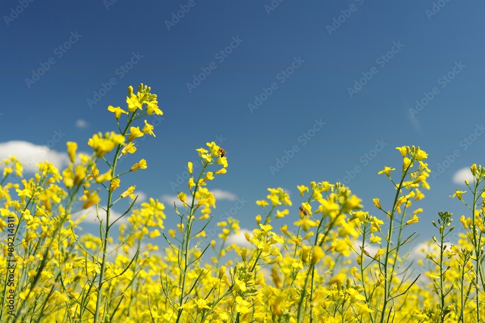 Yellow rape flowers on blue sky background copyspace Yellow rape flowers on blue sky background copyspace