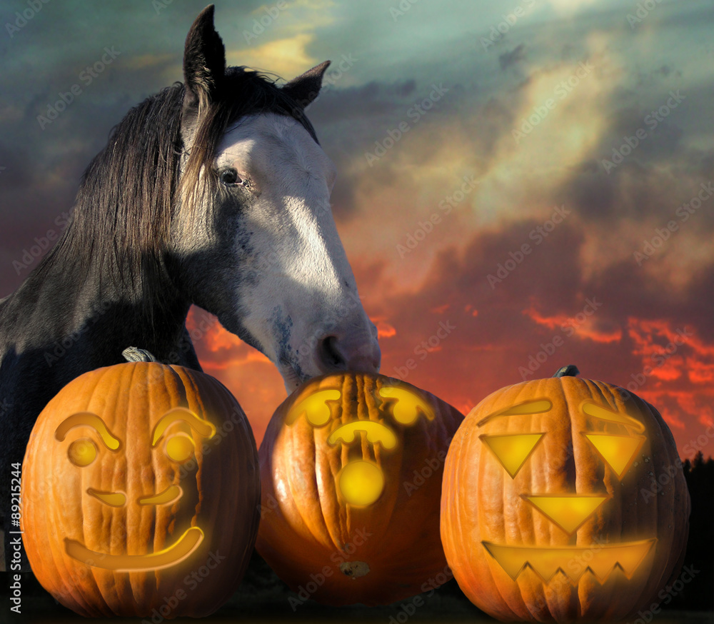 Horse Halloween. Horse grabbing one of three pumpkins Stock Photo  Adobe Stock