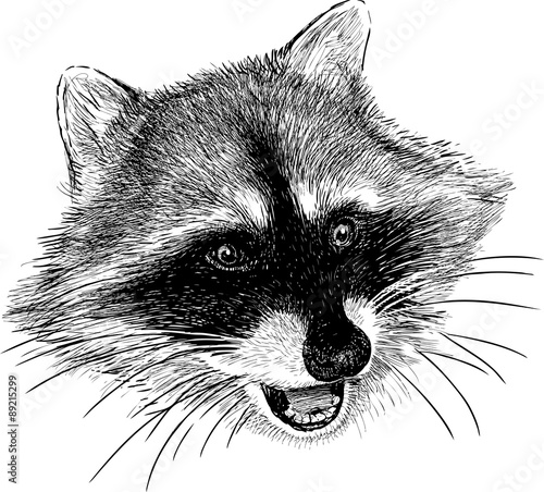 raccoon snout