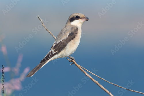 Photography Juvenile Lesser grey shrike
