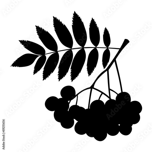 Rowan branch with berries and leaves. Vector black silhouette.