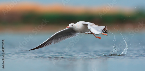 Slender-billed gull in flight