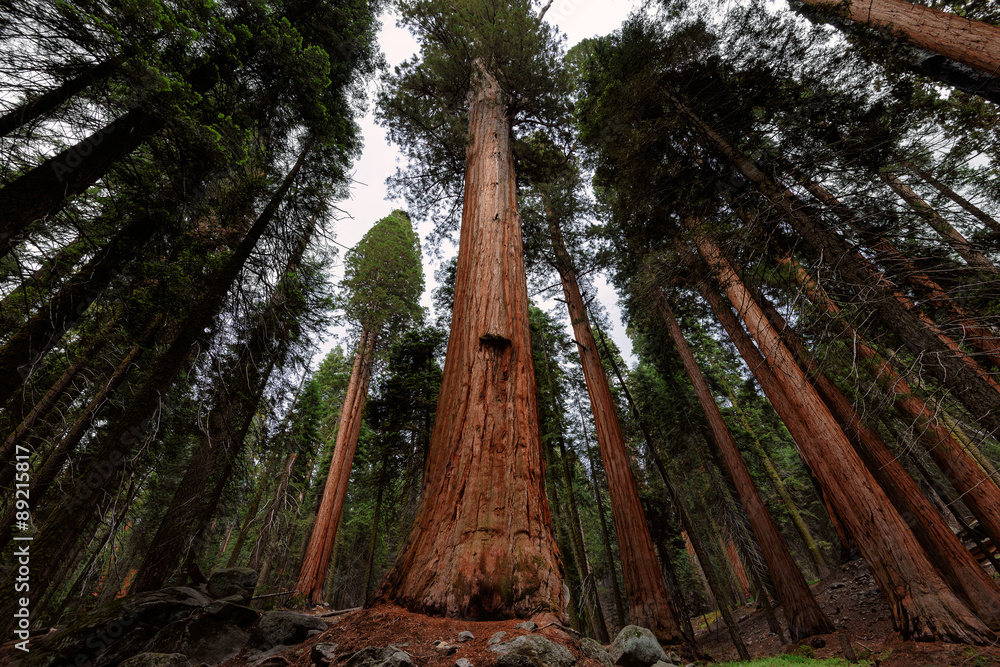 Obraz premium Giant sequoia forest in Sequoia National Park, California