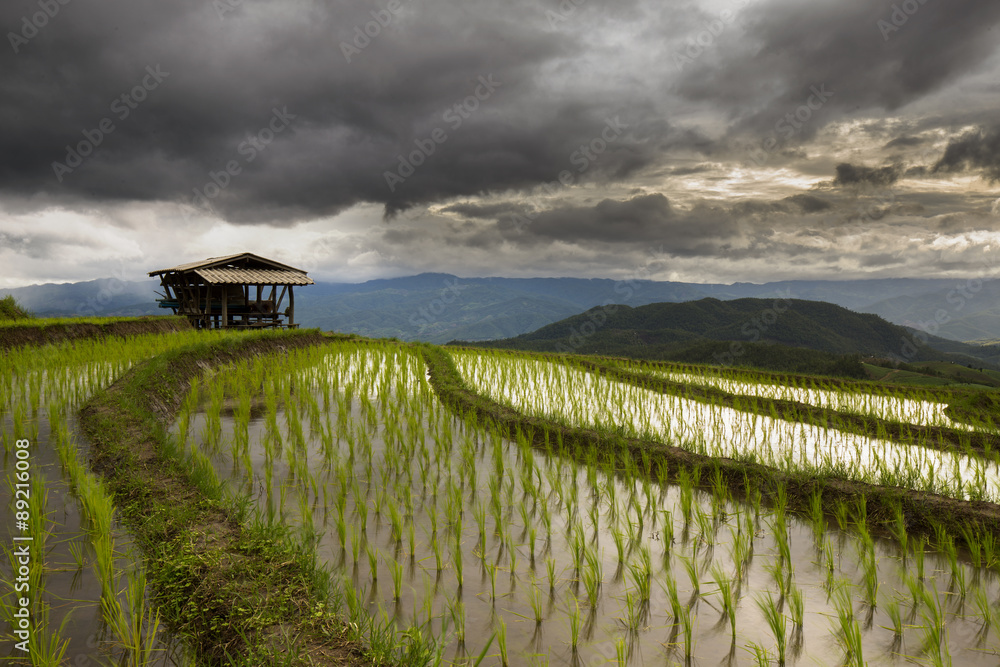 Green Terraced Rice Field In the rainy season, Chiangmai, Thailand