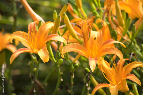 Fototapeta Naklejka Na Ścianę i Meble -  Yellow Day Lilies