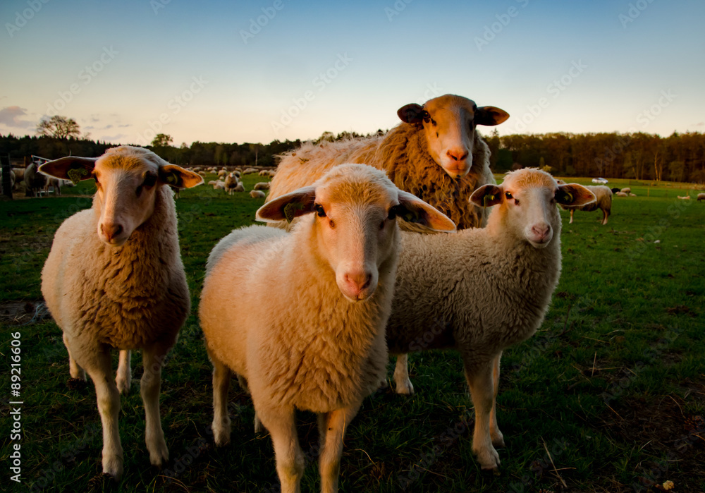 Obraz premium Schaap met lamm etjes in de avondzon op de Veluwe