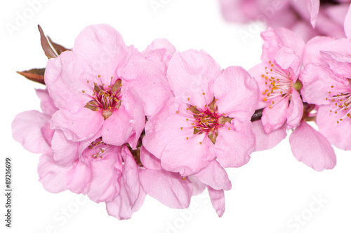 Pink peach blossoms
