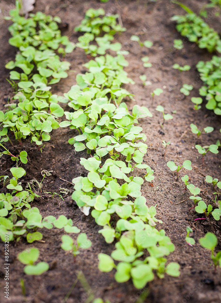 Green sprout growing from seed Green sprout growing from seed