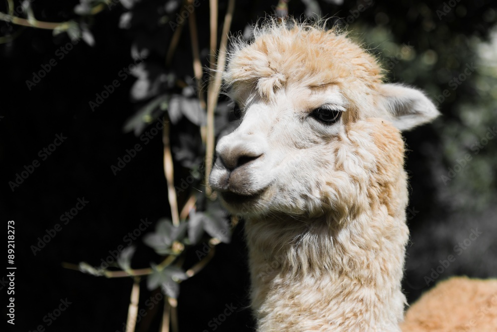 portrait of a llama in la paz bolivia