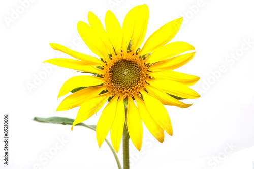 tournesol sur fond blanc