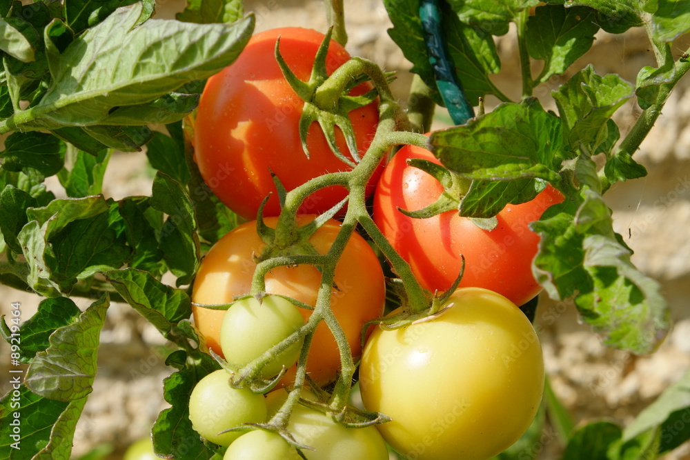 Tomates dans un potager