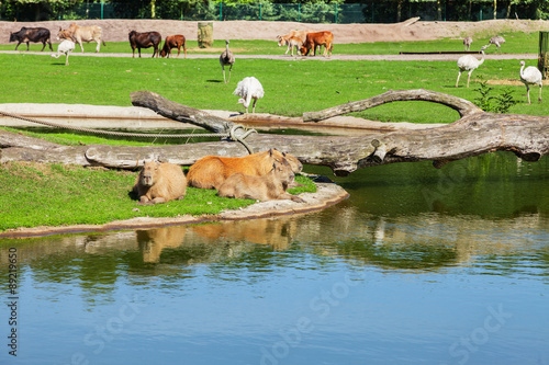 capybara, the largest rodent in the world with other animals photo